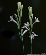 GSC_6688.jpg