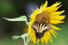 Scottsboro,Alabama.- (1000x668).jpg