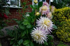 DSC_0161.jpg