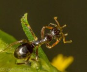 Insects-1455.jpg