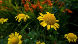 DSC_0156.jpg
