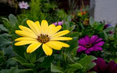 DSC_0133.jpg