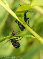 Insects-1432.jpg