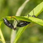 Insects-1433.jpg