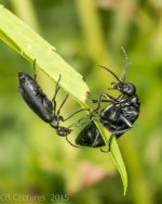 Insects-1434.jpg