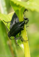 Insects-1435.jpg