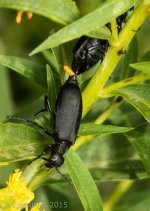 Insects-1441.jpg