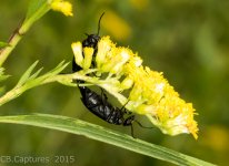 Insects-1443.jpg