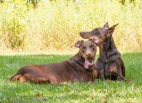 Pets-0921.jpg