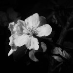 20150513-b&W flower.jpg