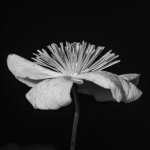 20150524-white flower.jpg