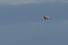20150816-bird of prey.jpg