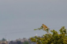 20150816-bird of prey at rest.jpg