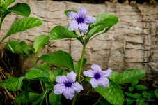 three-blossoms-1.jpg