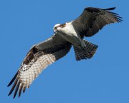 OspreyFly-103.jpg