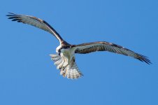 OspreyFly-102.jpg