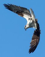 OspreyFly-104.jpg