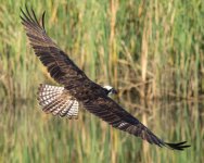 OspreyFly-106.jpg