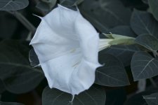 _AAA6117 - Version 2.jpg