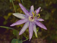 Passiflora3.jpg