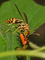 Wasp.jpg