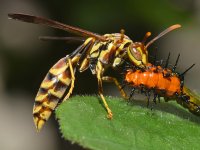 Wasp3.jpg