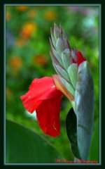 Cannas Bloom 8-17-15.jpg