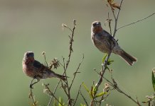 17th Aug 2015 015.JPG