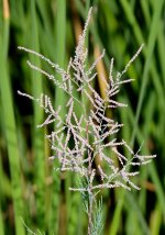 17th Aug 2015 017.JPG