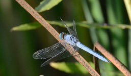 17th Aug 2015 035.JPG