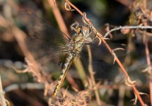 17th Aug 2015 044.JPG