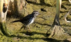 17th Aug 2015 023.JPG