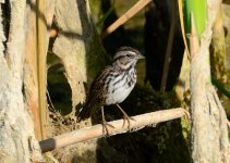 17th Aug 2015 027.JPG