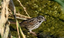 17th Aug 2015 028.JPG