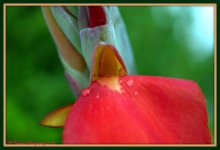 Close Up of Canna Bloom 8-17-15.jpg