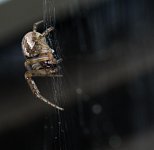 Spider jiving-.jpg