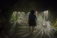 foresta lumina.jpg
