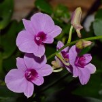 Orchid.jpg