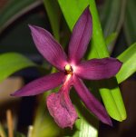 Orchid3.jpg