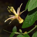 Passiflora4.jpg