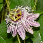 Passiflora.jpg