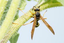 Waspything-1.jpg