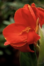 My second Cannas Plant.jpg