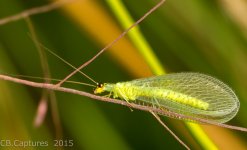 Insect-1611.jpg
