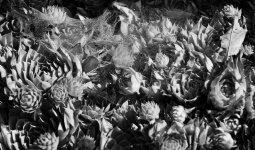Hens and Chicks Light and Shadow #9.jpg