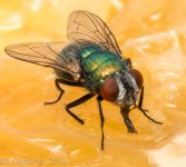 Insect-1602.jpg