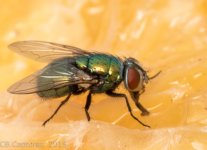 Insect-1603.jpg