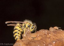 Insects-1681.jpg