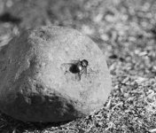 Fly on a rock #9.jpg