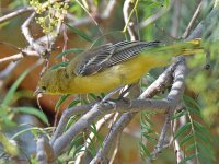 Oriole2.jpg
